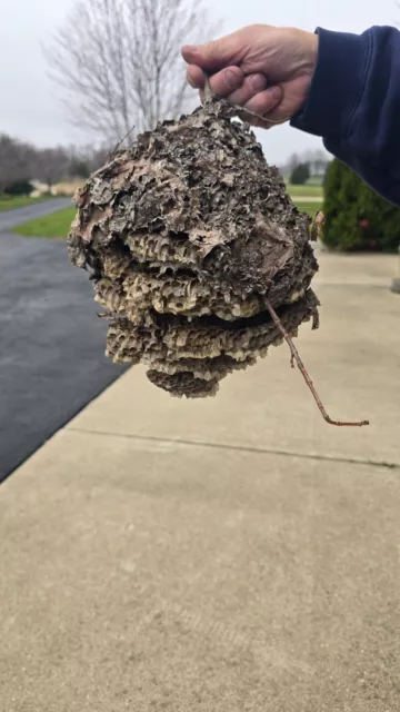 Large Bald Face Hornets Paper Wasp Bee Hive Nest On Branch 2