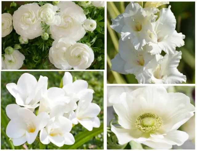 50x Summer Flowering WHITE Bulbs Collection Gladioli Freesia Ranunculus Anemones