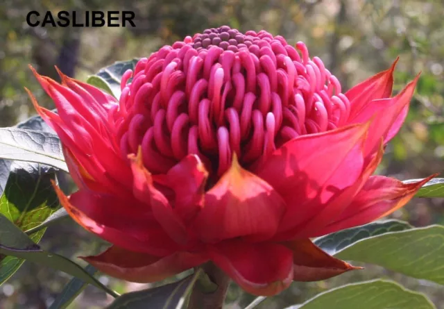 Telopea Speciosissima - Waratah - Ultra Rare - Limitée - 3 Graines