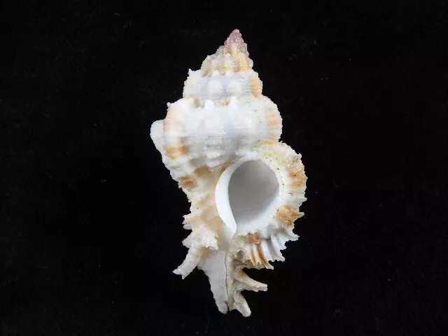 Sea shell Chicoreus venustulus 53mm ID#7000