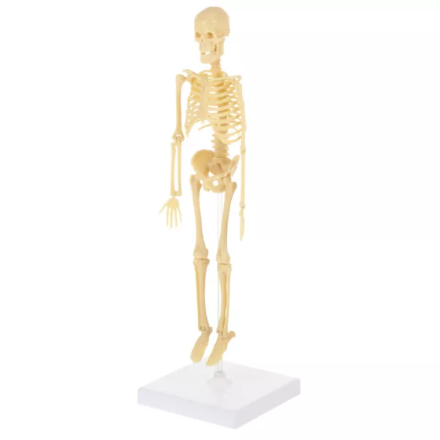Detailed skeleton replica for educational purposes