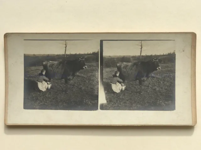 Weiblich Milch Eine Kuh Frankreich Foto Stereo Vintage Analog