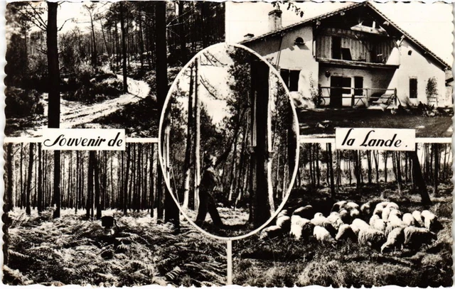 CPA AK Souvenir de la Lande FRANCE (1280824)