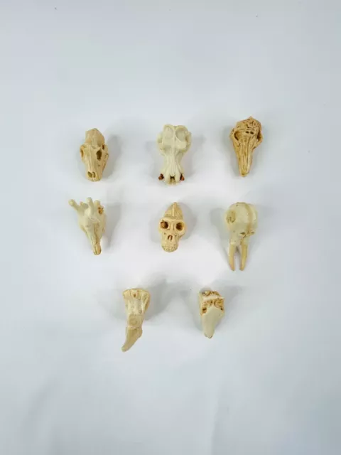 Safari Ltd Dinosaur Skulls Fossils Bones Prehistoric Vinyl Figures Lot Of 8 3