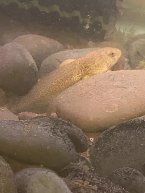 3 Polywogs With LEGS OUT! Live Bullfrog Tadpole fur Pond Means Algae Eater