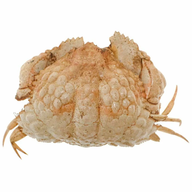 CRABE NATURALISE DALDORFIA HORRIDA - crabe naturalisé de gra... - VENTE
