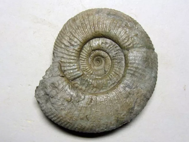 Discosphinctoides sp. Ammonit aus Donautal