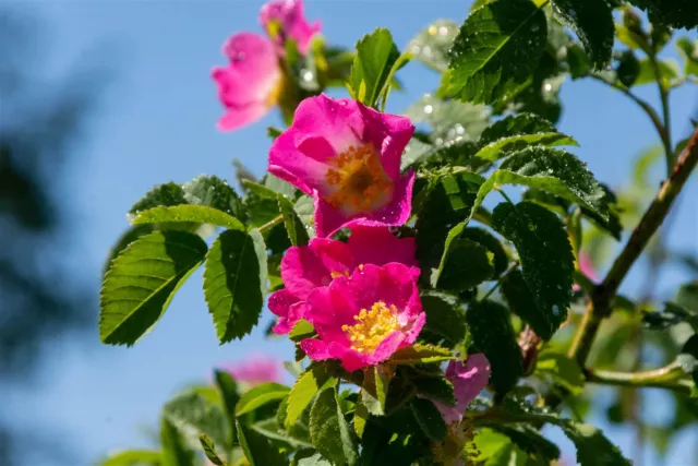 Rosa rubiginosa / Weinrose - Zaunrose - Wildrose im Container