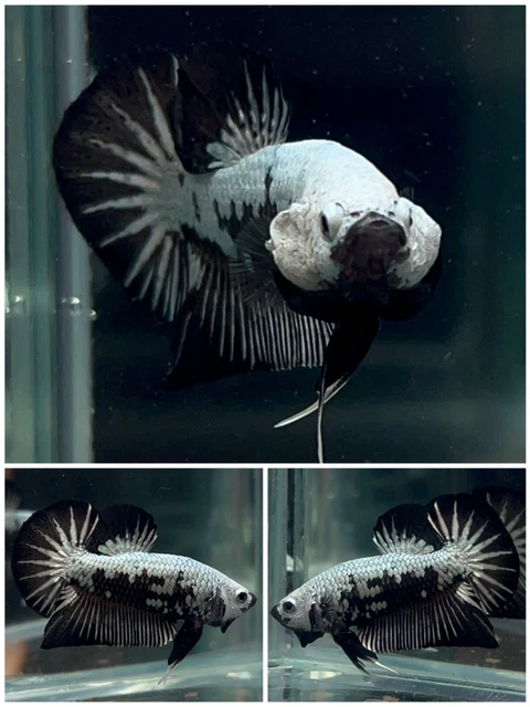 Male Betta Live Fish Black Samurai HMPK - LL13 Grade A+++