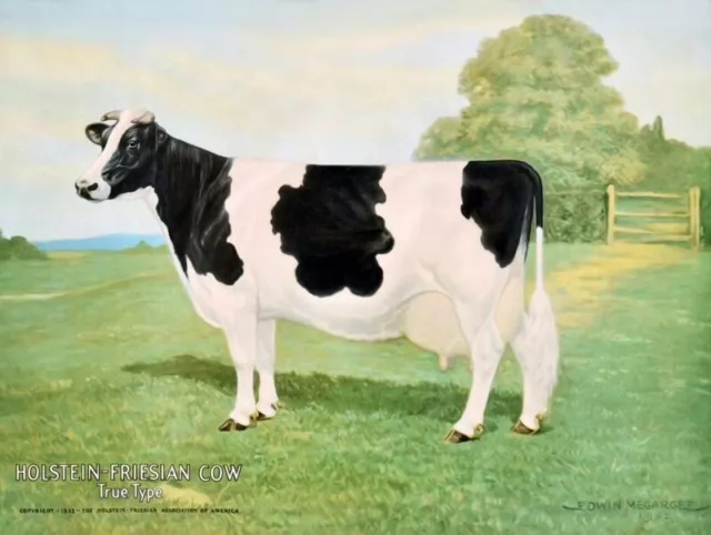 Holstein Friesian Cow, True Type NEW Sign 24"x30" USA STEEL XL Size 7 lbs