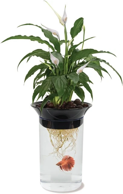 Penn-Plax Aquaponic Planter and Aquarium for Betta Fish Tank Promotes Healthy Hy
