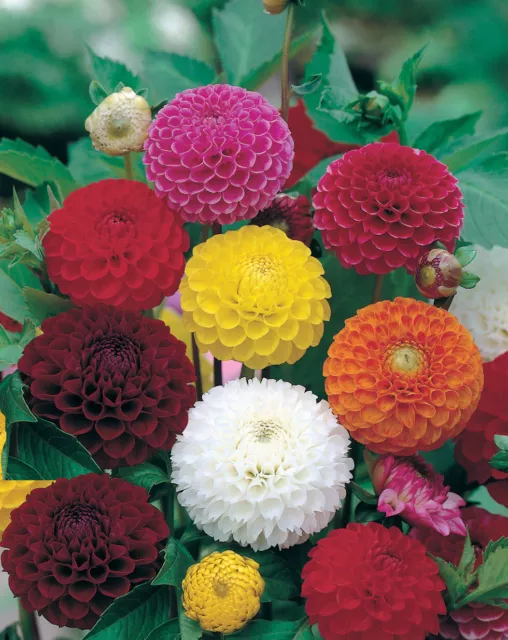 Dahlia Pompon seeds 20 per pack  ships within 48 hrs ~~US seller
