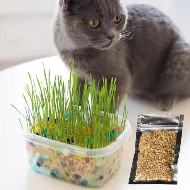 Brotes De Hierba Orgánica Para Gatos Suministros Para Mascotas Maceta De < 2