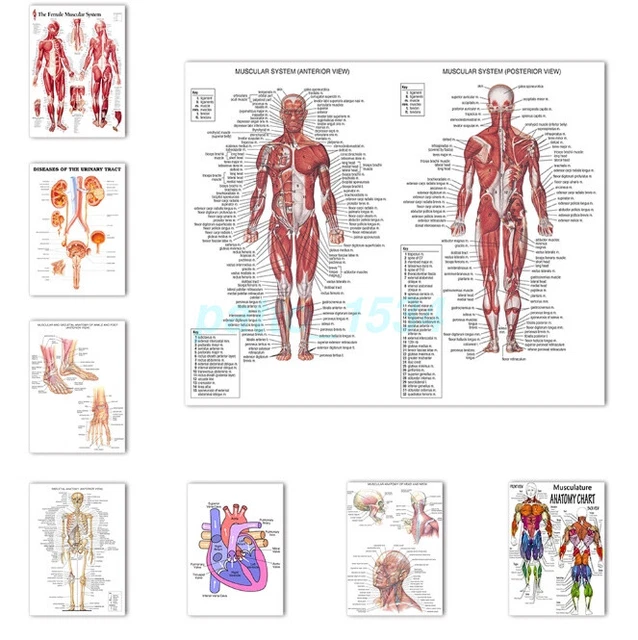 HUMAN BODY MUSCLE Anatomy System Anatomical Chart Educational Art ...