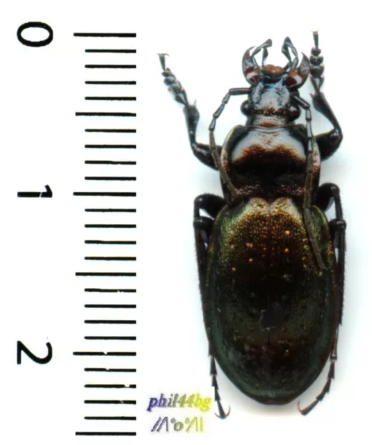 (rare) Carabidae - (ARCHI)CARABUS NEMORALIS LUCIDUS, FRENEYI -  insecte 1582C