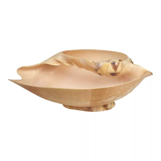 Large Clam Shell Centerpiece Display Tray Nautical Beach Coastal Seashell  Bowl