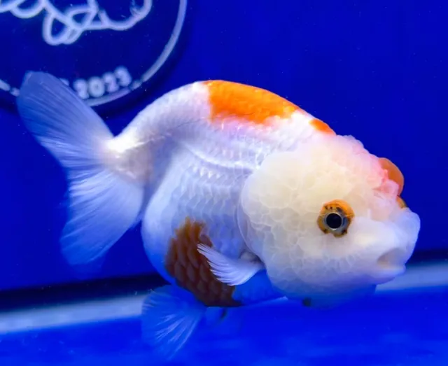 Live Fancy Goldfish Red White Ranchu 3 - 3.5 inches (1115_01_RC08)