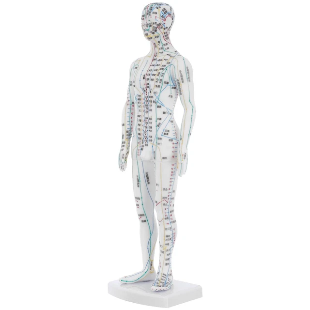 BODY ACUPOINT MODEL Acupuncture Display Mannequin for Chinese Medicine ...