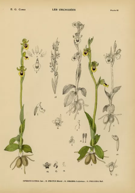 Estampado Antiguo-Historia Natural-Botánico-Orquídea-Ophrys lutea-Camus-1921