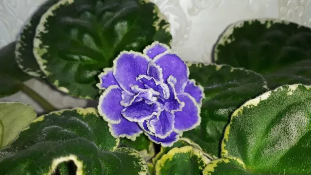 African Violet " ND - Bosfor Vostochnyy " 2 Blätter Usambaraveilchen.