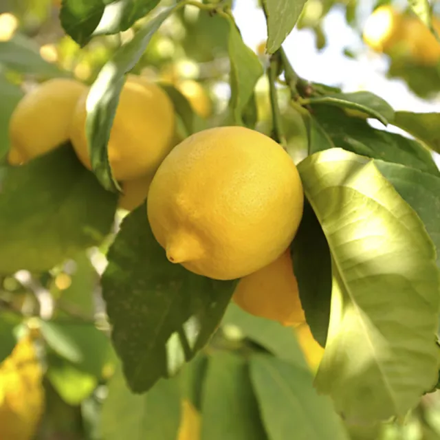 Large Lemon Tree in a 4-5L Pot