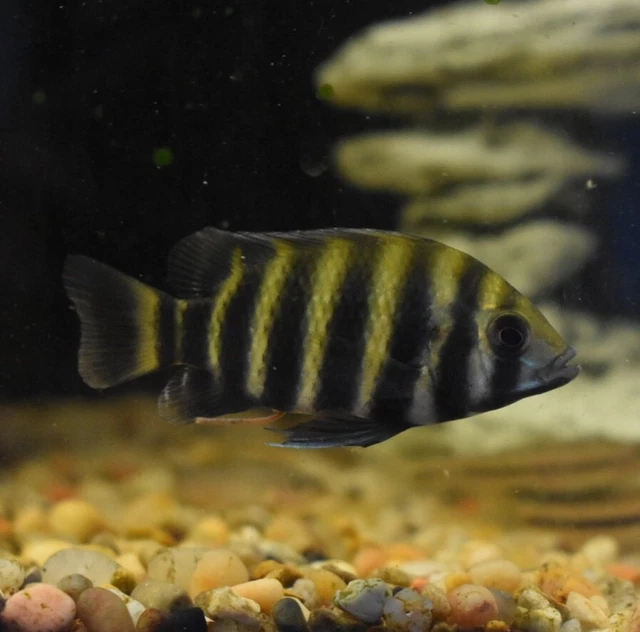 Live Buttikoferi Zebra Tilapia Cichlid (3" Aquarium Fish) PLS READ DESCR 7