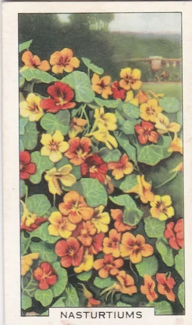 Gallaher Cigarette Card - Garden Flowers 1938 -  21 Nasturtium