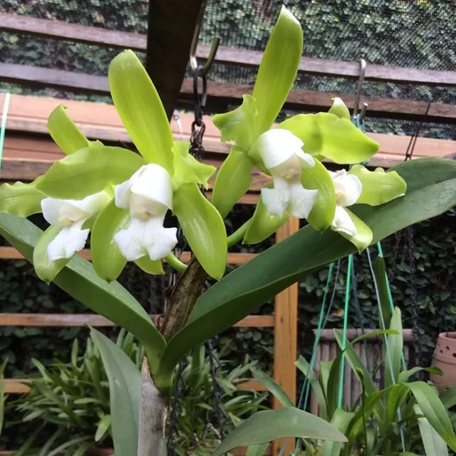 Orchid Orchidee Cattleya leopoldii var. alba (tigrina var. alba) (27 L)