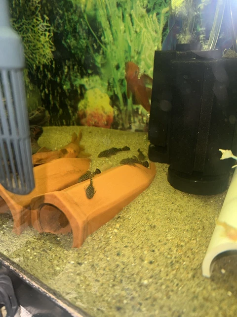 1 bristlenose pleco! live USA Bred!
