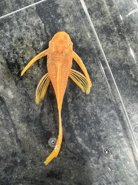 3" Longfin Albino Bristlenose Pleco  (Bushynose Ancistrus) - Live Aquarium Fish