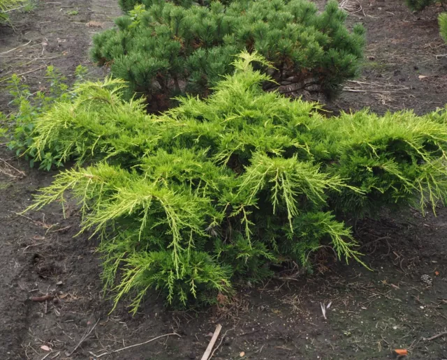 Wacholder Juniperus media 'Old Gold' Bodendecker 20 - 25 cm 2 Liter Container