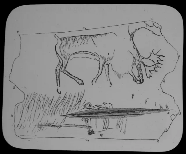 Magic Lantern Slide REINDEER CARVED ON ANTLER C1900 ILLUSTRATION PREHISTORIC MAN