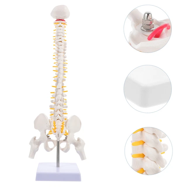MODÈLE D'ANATOMIE DE La Colonne Vertébrale Avec Humaine Pour L'hôpital