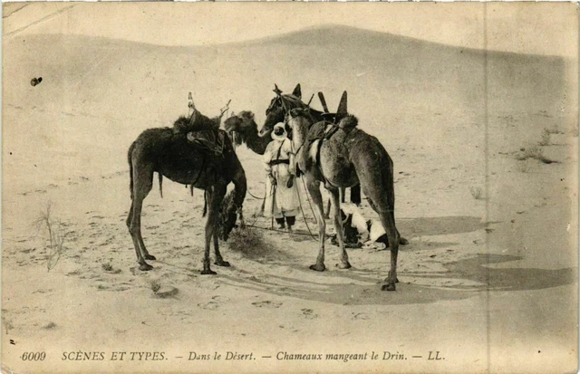 CPA AK Dans le Désert ALGERIE (874420)