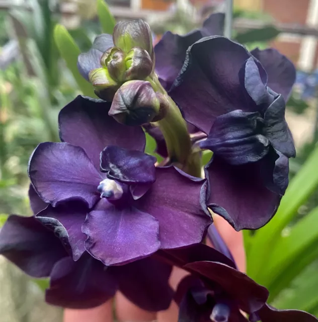 VANDA NOIR VELOURS Select Top Clone New Fort Plant Orchidée Orchidées EUR  84,72 - PicClick FR