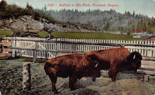 Portland OR Oregon Zoo City Park Buffalo Bison Farm 1910s Vtg Postcard P3
