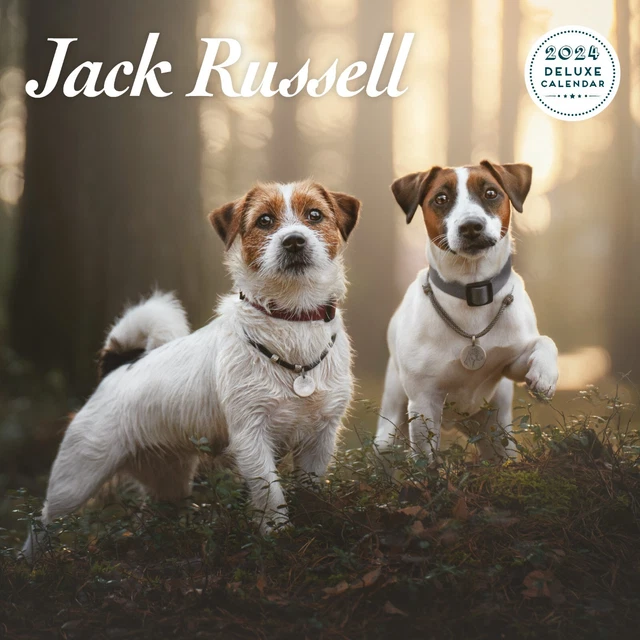 JACK RUSSELL 2024 Deluxe Calendar £12.99 PicClick UK