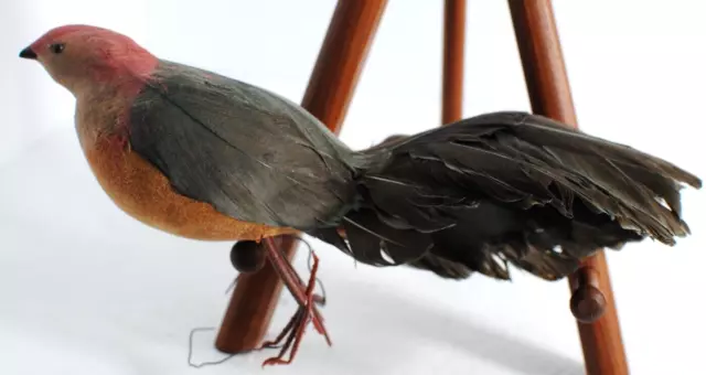 Redtail feather fan - AMOURA finewood