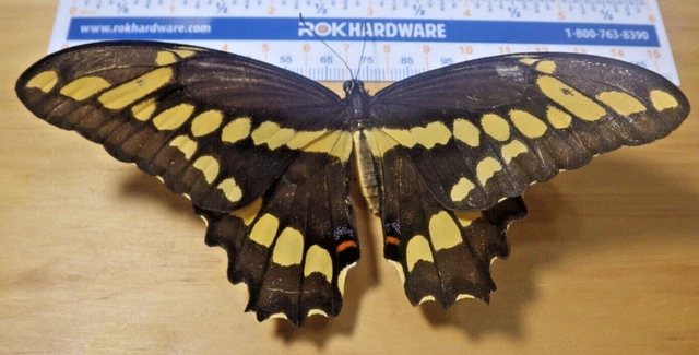Giant Swallowtail Butterfly Papilio cresphontes Papiliondae Southeast Texas F246