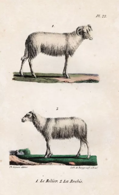 ram sheep ewe Schaf  Zoologie zoology Lithographie Buffon 1830