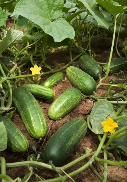 200 NATIONAL PICKLING CUCUMBER Cucumis Seeds *Comb S/H