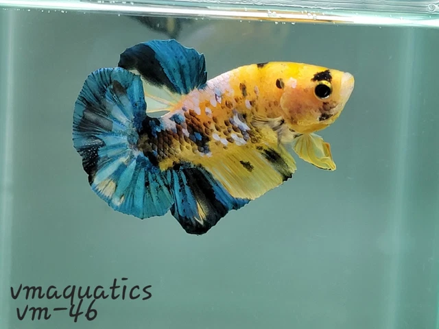 LiVE Betta HMPK Male Yellow Tiger (Imported) vm-46