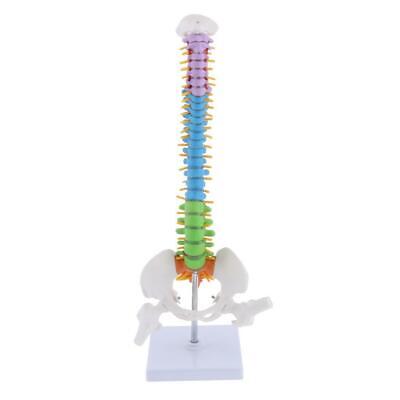 Modello di insegnamento dello scheletro del bacino della colonna vertebrale del