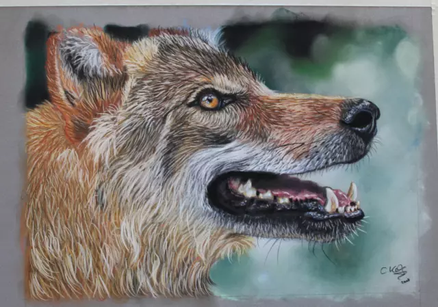 Original Pastel Painting Wolf Wildlife Art by Catrin Klöcker