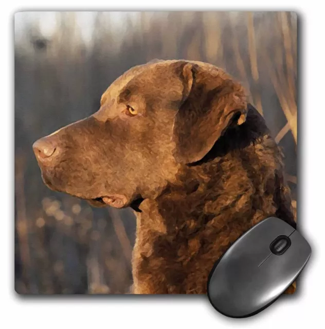 3dRose Chesapeake Bay Retriver Portrait MousePad