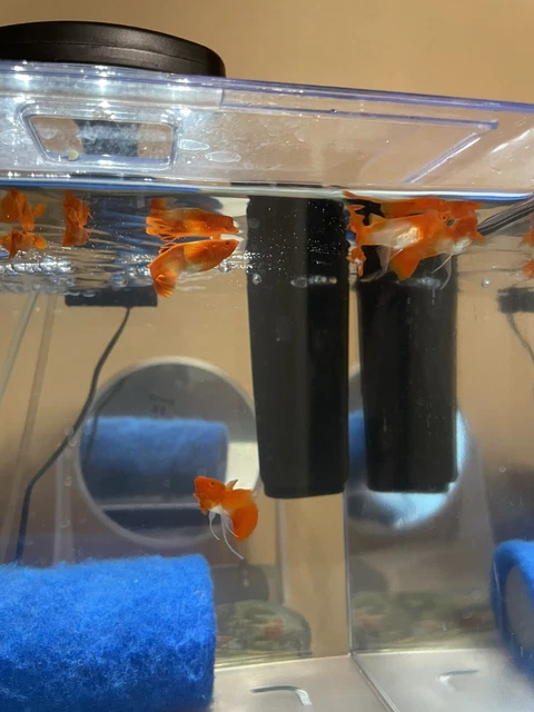 A Pair of Super Vip Guppies. Koi Big Red Ear — Grade A. Rare A Pair of Super Vip Guppies. Koi Big Red Ear — Grade A. Rare