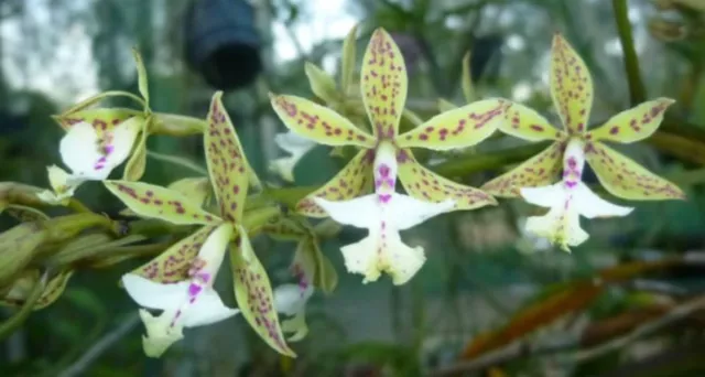 Epidendrum stanfordianum Galaxy Orchid Species