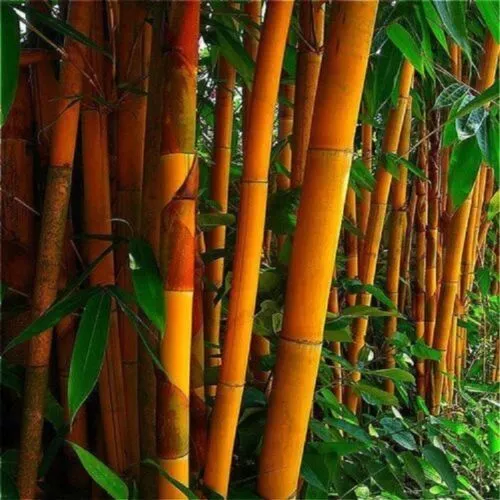 60 Yellow Giant Bamboo Seeds Bambusaceae Garden Plants