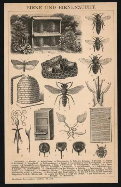 Druck anno 1896 - Bienenzucht Imkerei Bienen Honig Drohne Königin Bienenkorb