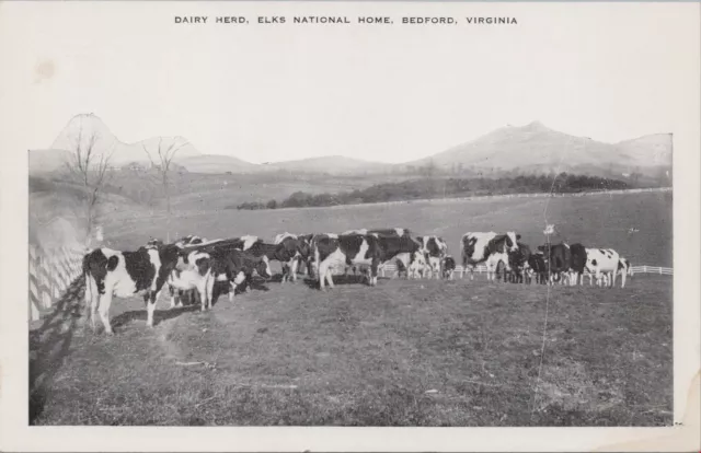 Postcard Dairy Herd Elks National Home Bedford Virginia VA
